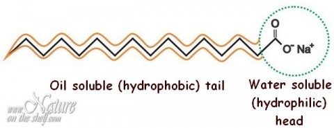 Hydrophobic and hydrophilic part of soap molecule