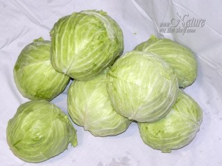 Fresh cabbage heads