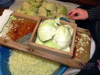Grating large batch of cabbage