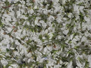 Harvested black locust flower clusters