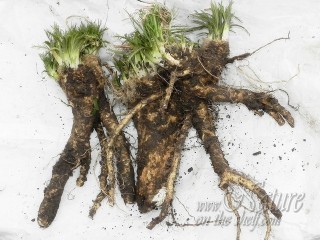 Horseradish harvested in early spring