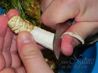 Peeling of horseradish root