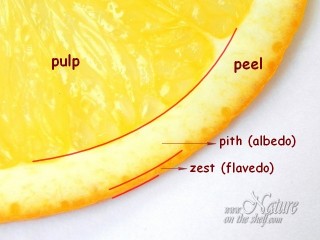 Cross section of an orange