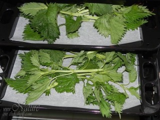 Drying of nettle in oven