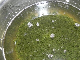 Washing of curdled chlorophyll extract