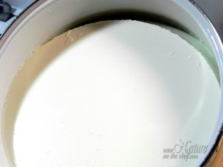Freshly prepared firm homemade yogurt
