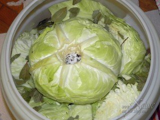 Loading the barrel with cabbage for making sauerkraut