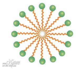 Soap micelle cross section schematic drawing Soap micelle cross section schematic drawing
